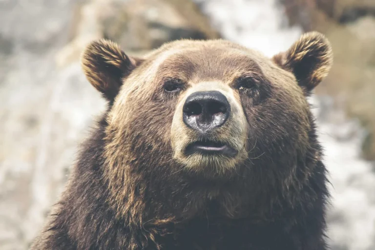 Best Adventure Travel Insurance: Top Providers for 2025 Coverage